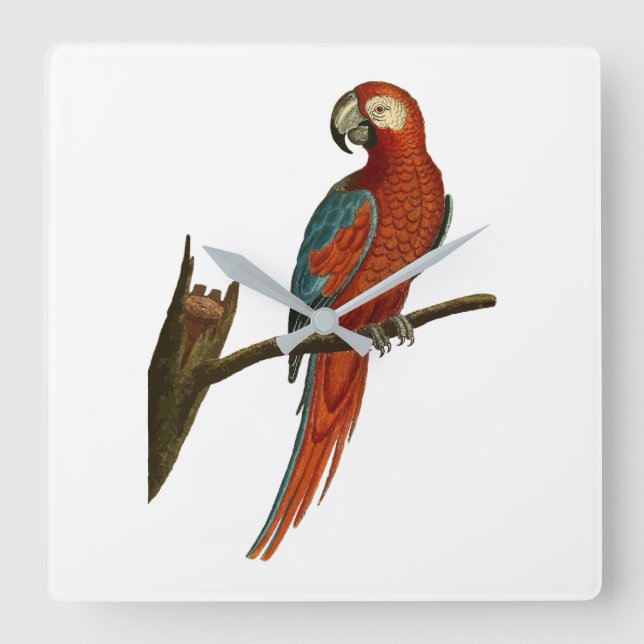 Parrot Square Wall Clock (Front)