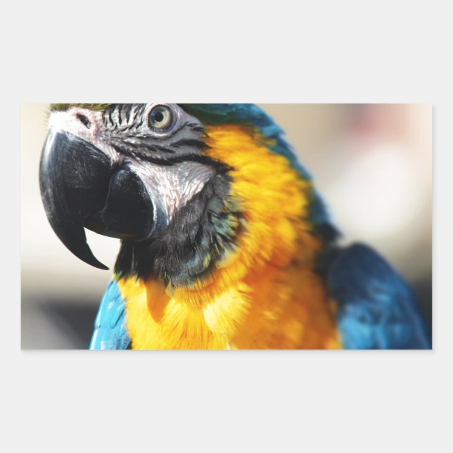 parrot sticker (Front)