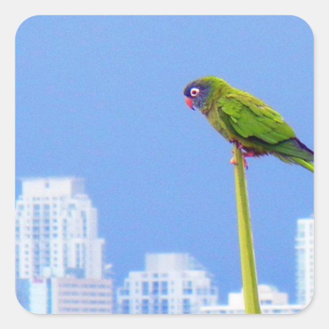 ~Parrot~ STICKER, ADVERTISE, CUSTOMIZE Square Sticker (Front)