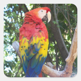 Parrot stickers