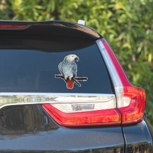 Parrot Stickers African Grey Parrot Stickers