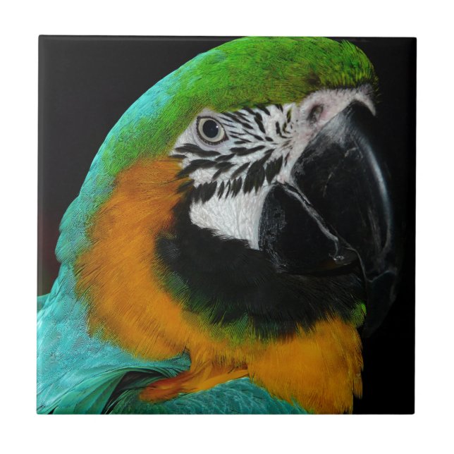 Parrot Tile (Front)