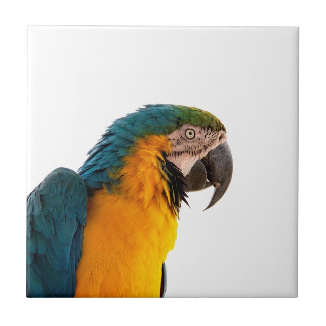 Parrot  tile (Front)