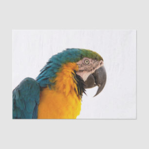 Parrot   tissue paper