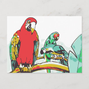 Parrot Trio Postcard
