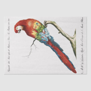 Parrot Tropical Bird Decoupage Decoupaging Tissue Paper