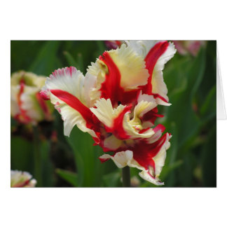 Parrot tulip card (blank)