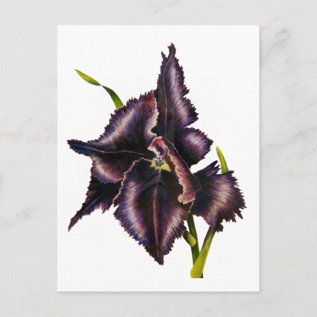 Parrot Tulip Post Card (Front)