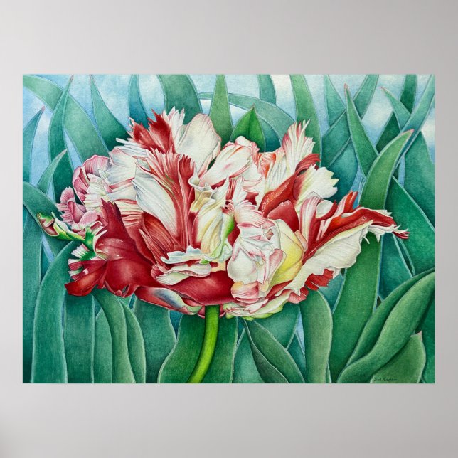 Parrot Tulip Poster (Front)