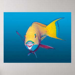 Parrotfish Close-up! Gradient blue background Poster