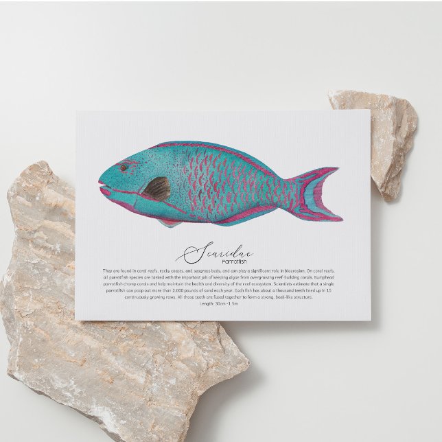 Parrotfish Postcard (Creator Uploaded)