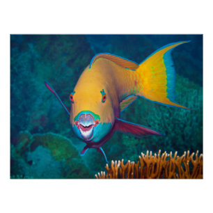 Parrotfish - Striking Make-Up! Colourful photo Poster