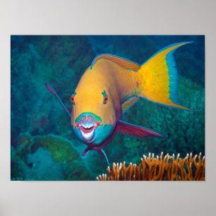 Parrotfish - Striking Make-Up! Colourful photo    Poster