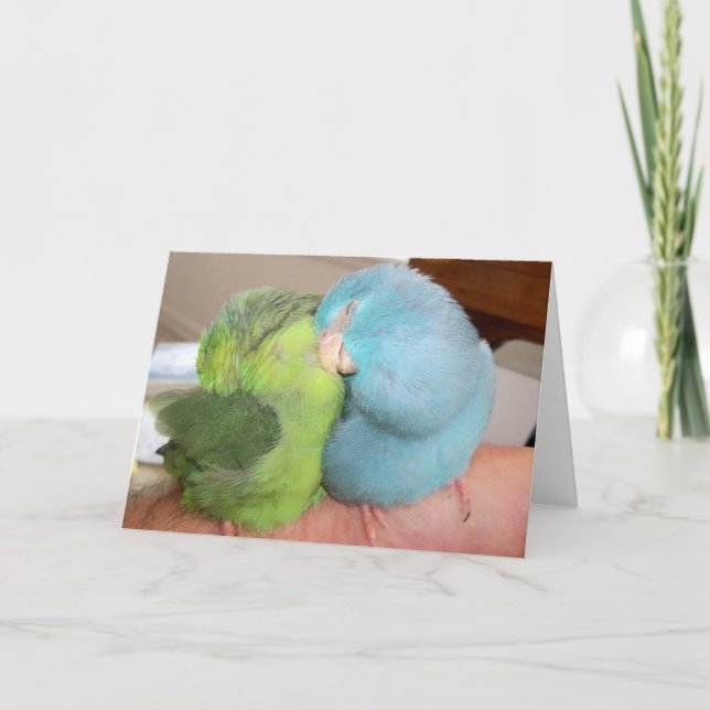 Parrotlet love birds 'safe in your arms' greeting  card (Front)