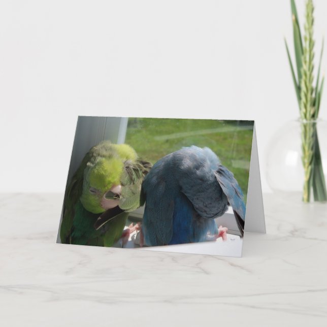 Parrotlet Oiseaux Carte de voeux humoristique Phot (Devant)