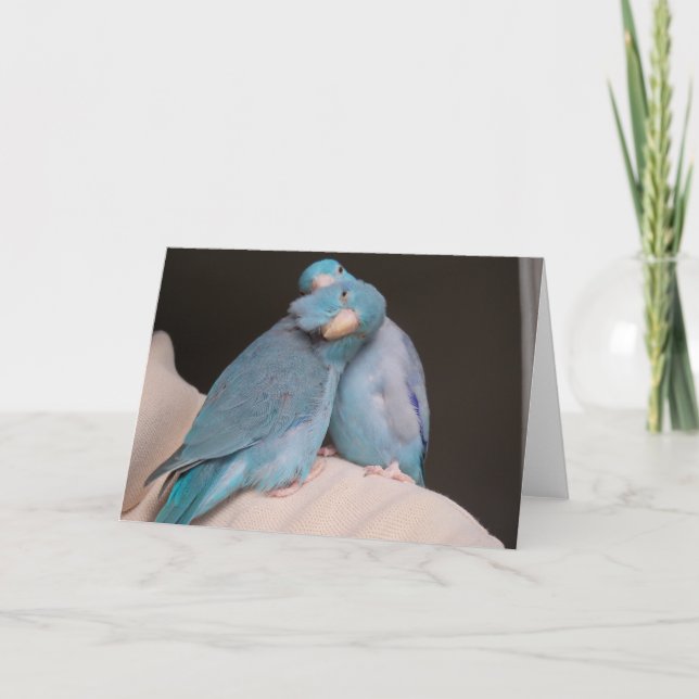 Parrotlet Pals Pacific Blue Birds Carte de voeux (Devant)