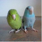 Parrotlet Sculpture