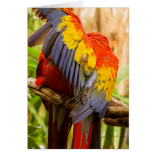 Parrots Do not disturb! Scarlet Macaw