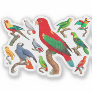 Parrots Galore