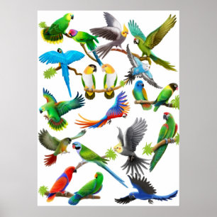 Parrots Galore Poster