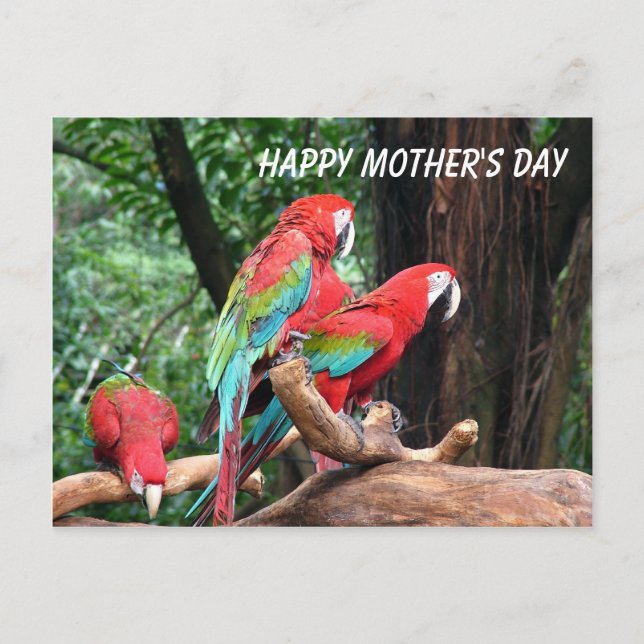 Parrots Happy Mather's Day Postcard (Front)