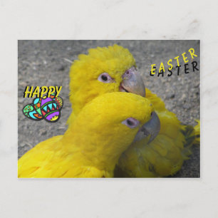 Parrots Jaunes Couple Bonne Carte Postale Pâques