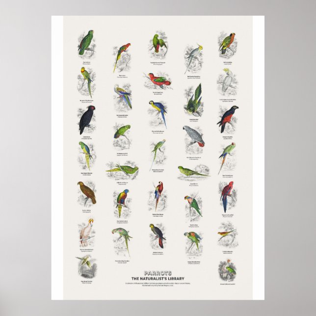 Parrots - Naturalist's Library Poster (Front)