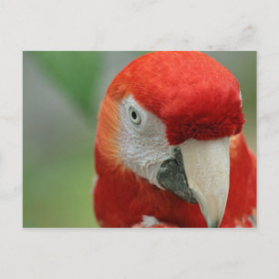 Parrots of the Caribbean Postcard