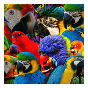 PARROTS PHOTO PRINT