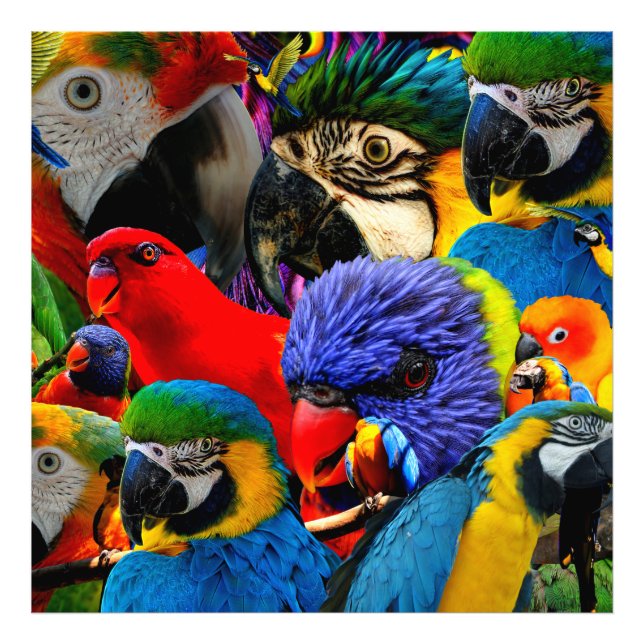 PARROTS     PHOTO PRINT (Front)