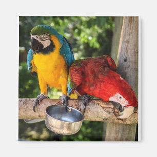 Parrots Playing Magnet