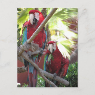 Parrots Postcard