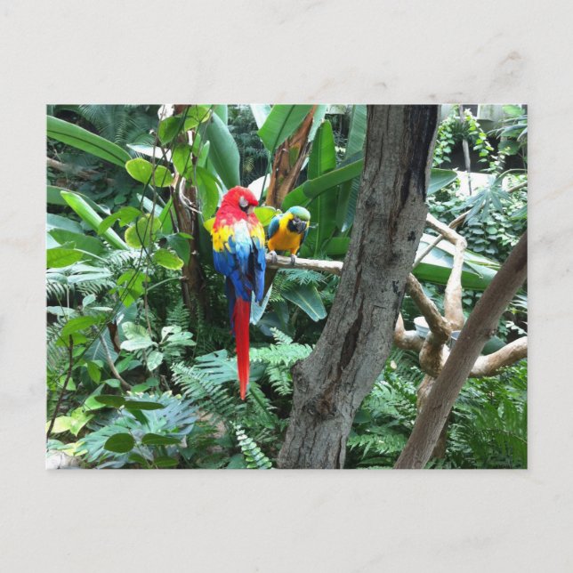 Parrots Postcard (Front)