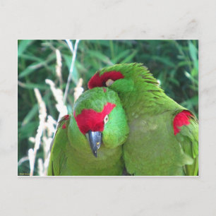Parrots Postcard