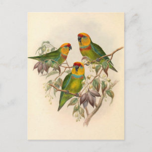 Parrots, Vintage, Bird Illustration, Bohemian Postcard