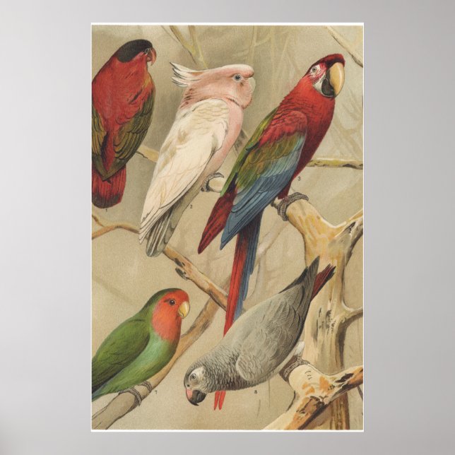 Parrots Vintage Tropical Birds Colourful  Poster (Front)