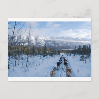 ParrotSleds - Landscape Postcard