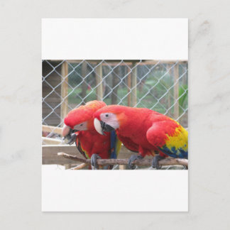 Parrott Postcard