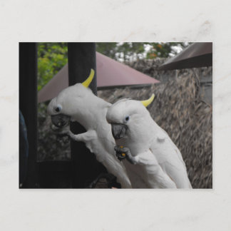 Parrott Postcard