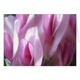 Parry's Clover