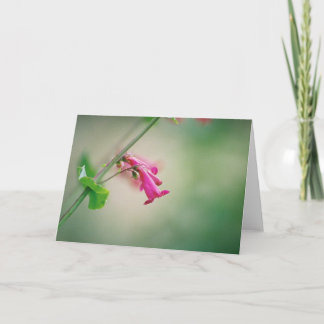 Parry's Penstemon, Arizona Wildflower Card