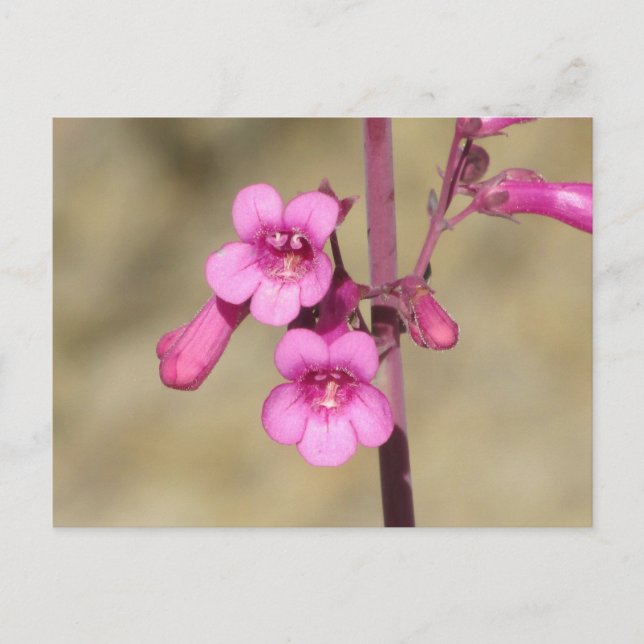 Parry's Penstemon Postcard (Front)