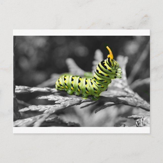 parsley caterpillar black and white postcard (Front)
