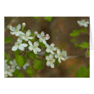 Parsley Haw