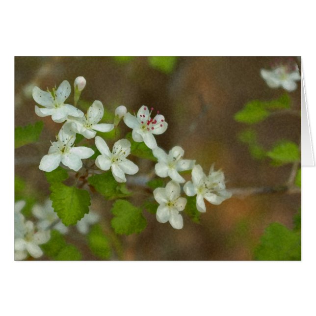 Parsley Haw (Front Horizontal)