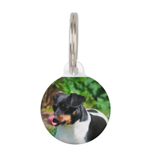 Parson Russell Terrier. Pet Tag