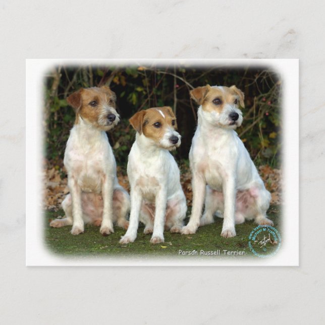 Parson Russell Terriers 9T016D-332 Postcard (Front)