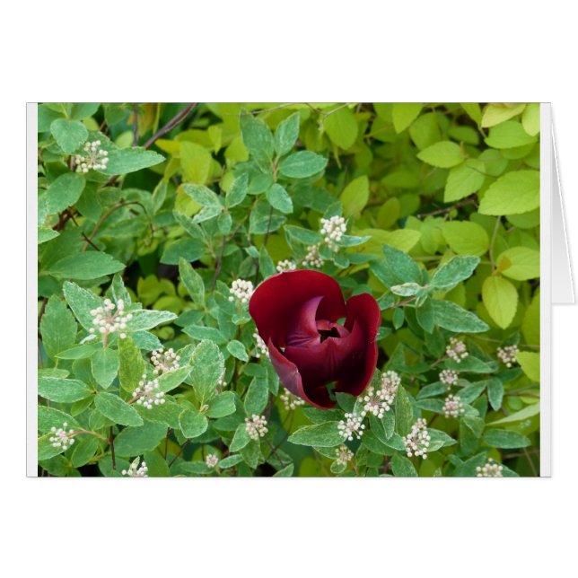 parterre de fleurs au printemps (Devant horizontal)