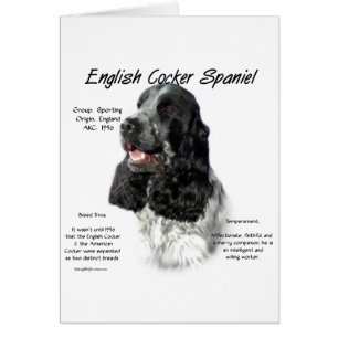 Parti Anglais Cocker Histoire Espagnole