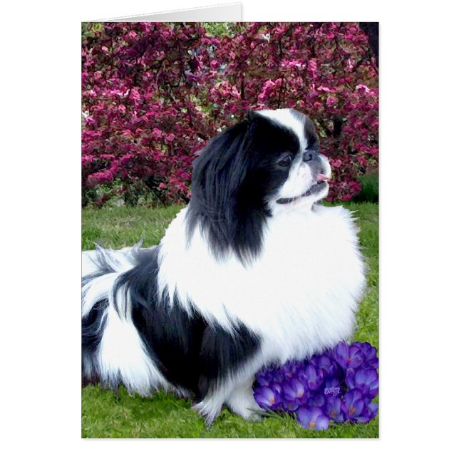 Parti-color Pekingese Dogs (Devant)